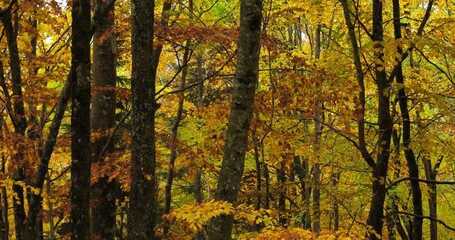 The forest during the Autumn season, the Cevennes National park, Lozere department, France