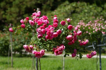 Blooming roses in the Sochi park.
