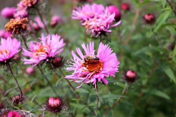 A bee pollinates a pink aster flower in the garden on an autumn day. Plant pollination - color horizontal photo, close-up, overhead view
