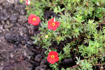 A branch of a cinquefoil bush with red flowers in an autumn garden on a cloudy day - color horizontal photo with space for text, close-up