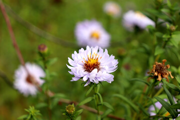 A white aster flower on a bush in the garden on a sunny autumn day - color horizontal photo, close-up