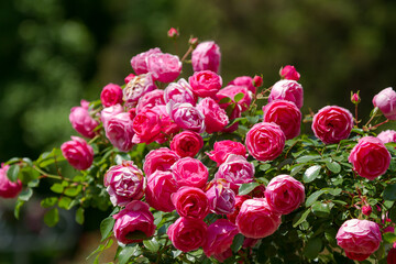 Blooming roses in the Sochi park.