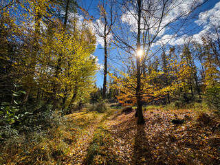 Fototapeta premium Amazing colorful sunny day in autumnal forest