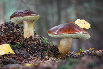 Two amazing edible Imleria badia commonly known as bay bolete