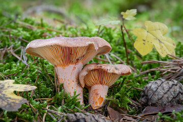 Detail of two saffron milk caps in autumnal mossy forest