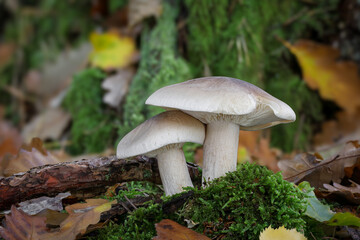 Detail of two edible clouded agaric mushrooms in autumnal forest
