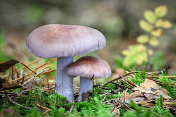 Beautiful edible mushroom Lepista nuda commonly known as wood blewit
