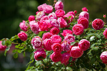 Blooming roses in the Sochi park.