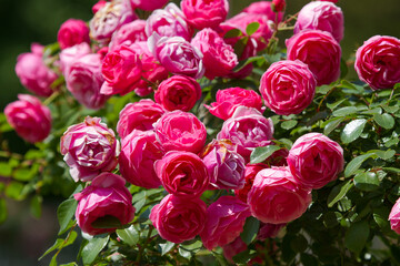 Blooming roses in the Sochi park.