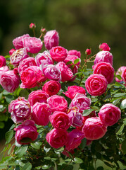Blooming roses in the Sochi park.