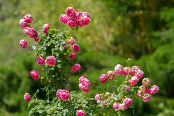 Blooming roses in the Sochi park.