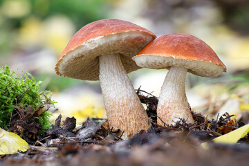 Twins of red-capped scaber stalk in autumn forest