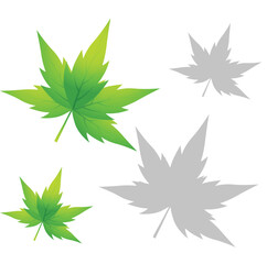 Fresh green leaves isolated on white background Green leaf pattern illustration on dark background