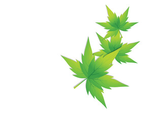 Fresh green leaves isolated on white background Green leaf pattern illustration on dark background