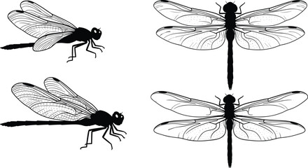 Dragonfly silhouette, detailed dragonfly illustration, insect anatomy drawing, dragonfly wings, entomology art, black insect outline, nature insect design, dragonfly vector