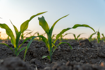 Young corn seedlings emerge from the soil in a field, illuminated by the warm light of sunset, indicating healthy growth