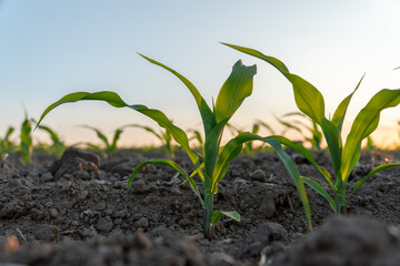 Fresh corn seedlings emerge from dark soil, basking in the morning sun, signaling growth and the start of a promising harvest season