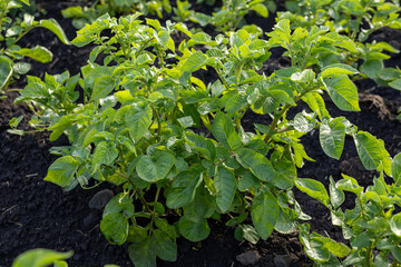 Healthy potato plants grow in dark soil, showcasing lush greenery in a fertile field during the peak season for agriculture