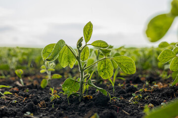 Healthy soybean plants thrive in the rich soil, reaching for the sun in a vibrant farming field during harvest time