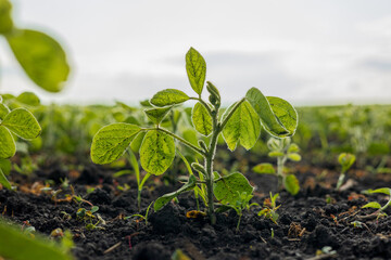 Young soybean plants are emerging in a green field under a bright sky, showcasing the growth of this important crop in nature