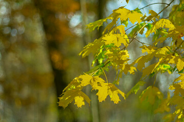 Yellow autumn maple leaves on a blurred picturesque background.