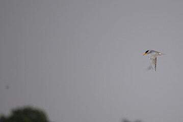 A common river tern in mid flight with its wings fully spread. The background is well blurred with blue sky and mountain.