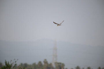 A common river tern in mid flight with its wings fully spread. The background is well blurred with blue sky and mountain.