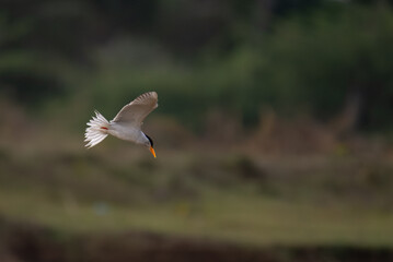 A common river tern in mid flight with its wings fully spread, soaring over a small, muddy island. The background is well blurred with lush green and blue sky.