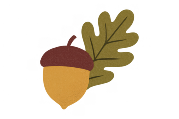 Acorn and oak leaf illustration representing autumn, harvest, and nature on transparent background
