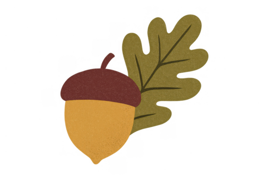 Acorn and oak leaf illustration representing autumn, harvest, and nature on transparent background