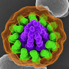 Molecular Structure of Human Immunodeficiency Virus Maturation and Protein Scaffold Assembly