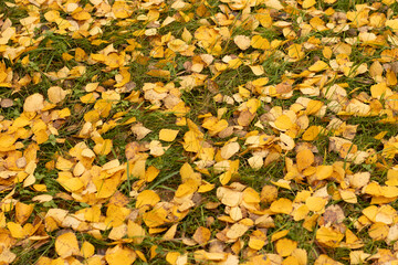 Yellow autumn leaves on grass, seasonal natural texture close-up