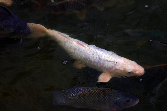 Koi