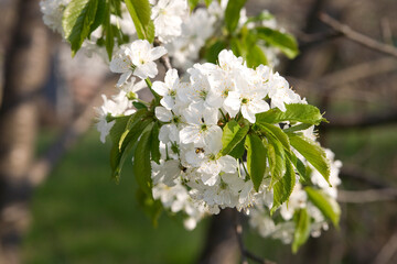 A flowering apple tree branch on a sunny spring day