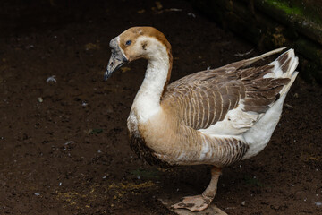 Brown and White Domestic Goose Standing on Muddy Ground