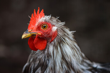 Close-up Portrait of a Rooster with Red Comb and Yellow Beak