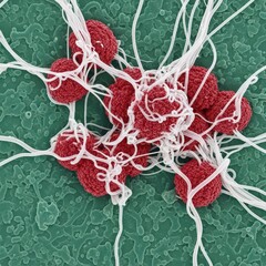 Influenza Virion Aggregates and Filaments Adhering to a Mucus Surface Cryo-Scanning Electron Micrograph