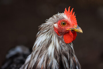Close-up Portrait of a Rooster with Red Comb and Wet Feathers in Natural Light