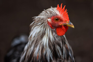 Close-up Portrait of a Rooster with Red Comb and Wet Feathers After Rain