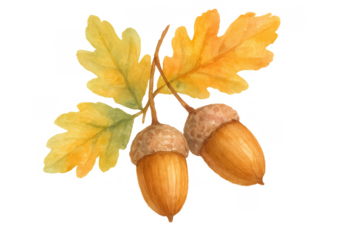 Autumn oak branch holding two acorns and yellow leaves, depicting fall season watercolor illustration on transparent background
