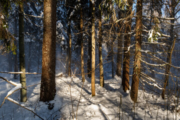 Obraz premium Trees in the Białowieża Forest in winter.