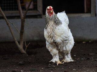 White Hen Standing on Farm Ground Near Chicken Coop