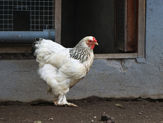 White Hen Standing Near Chicken Coop Door on Dirt Ground
