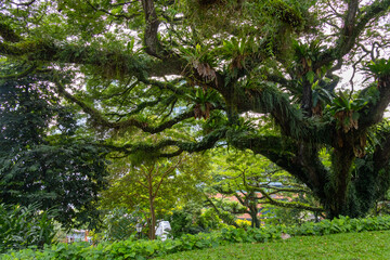 Fototapeta premium Giant heritage tree inside the Fort Canning Park, Singapore