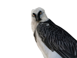 bearded vulture isolated on white background