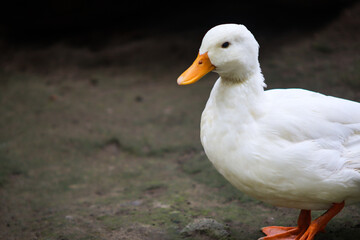 Close Up of a White Duck with Orange Beak Standing on Ground