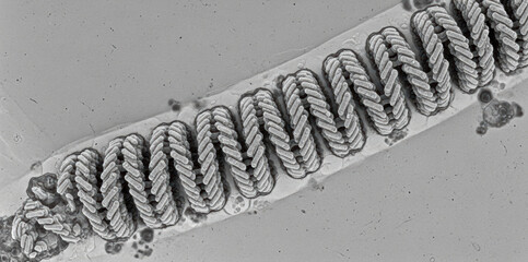 Molecular Structure of Measles Morbillivirus Nucleocapsid for Biomedical Research and Study