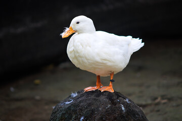 White Duck with Orange Beak Standing on a Rock Holding Feather in Its Bill