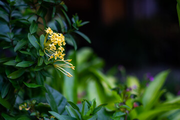 Yellow Ixora Flower Cluster with Green Leaves in Tropical Garden