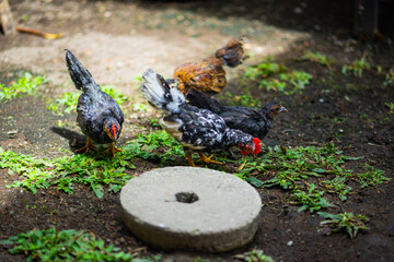 Buatkan dalam bahasa inggris title dan 49 keyword dalam bentuk koma untuk microstock agar cepat ditemukan oleh pembeli